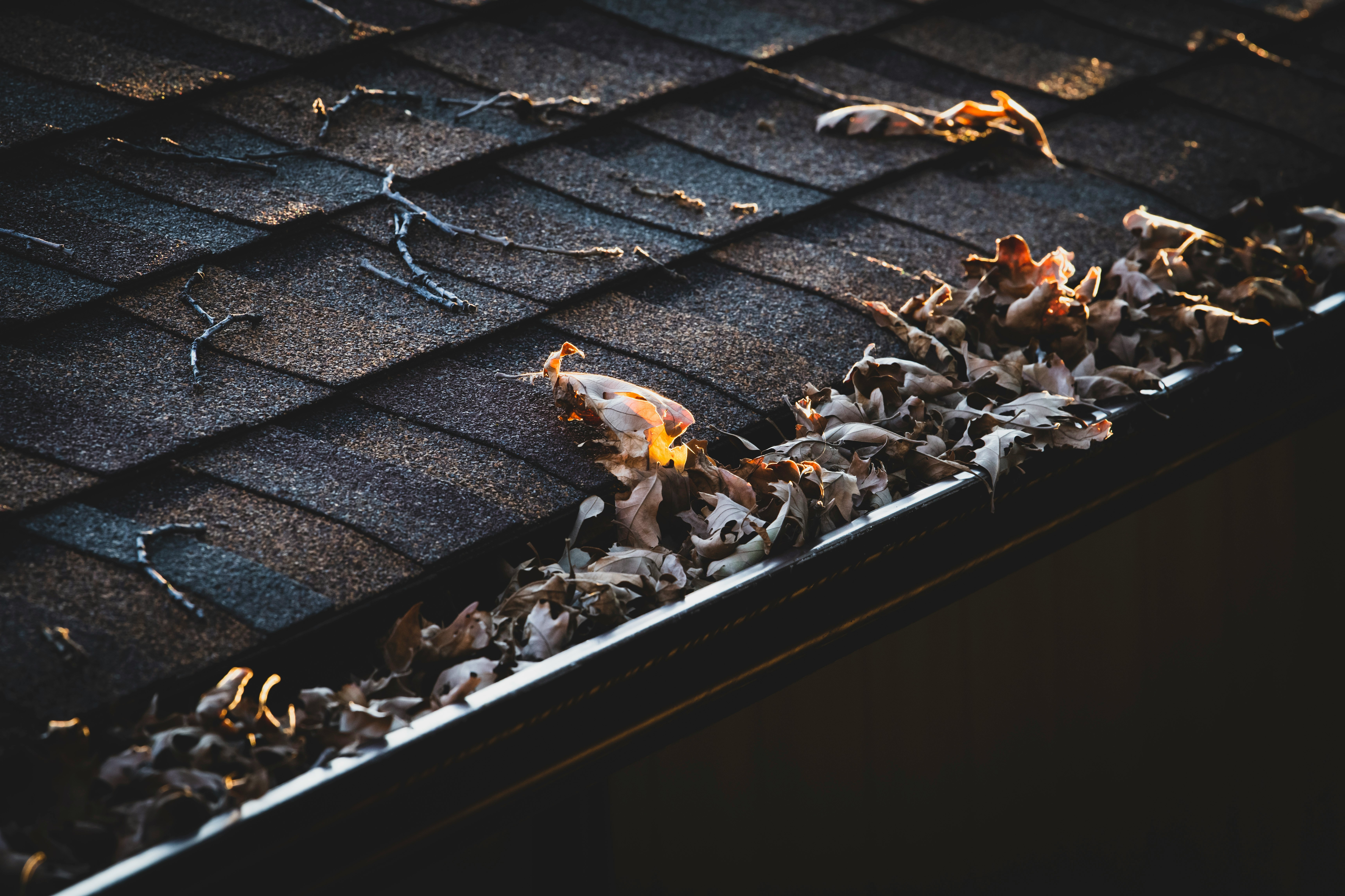Clogged gutter filled with autumn leaves on a residential roof